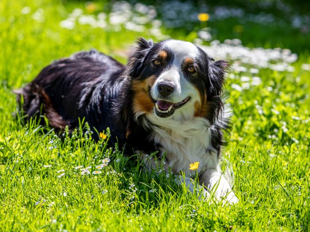 Biobauernhof Oberhasling