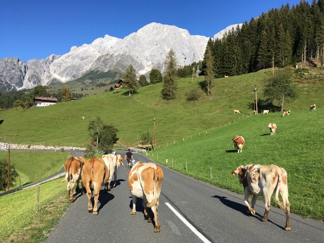 Erlebnisbauernhof Formaugut